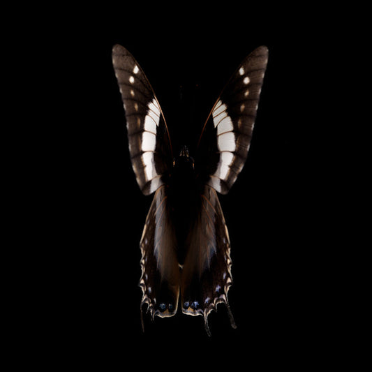 Mortal Mosaic: Life and Death Captured in Submerged Art