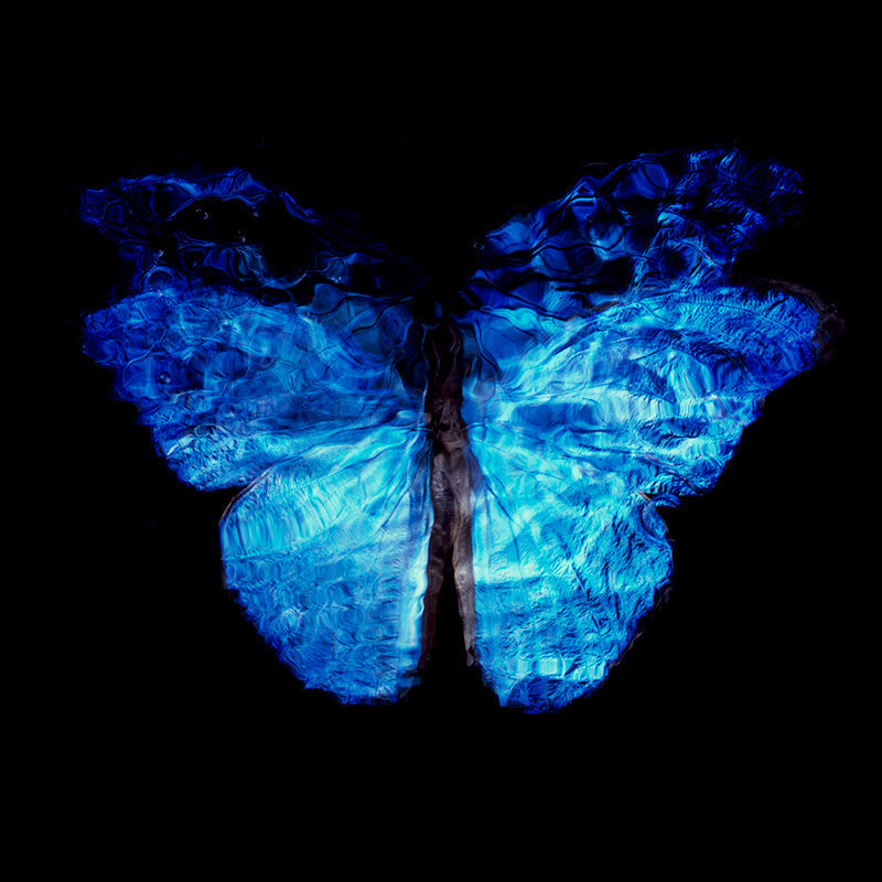 Rare Blue Wings Magic: Vanitas Photography on Analog Film