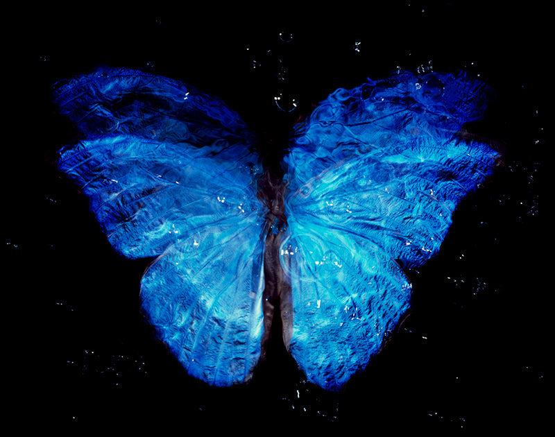 Parent and Offspring Harmony: Vanitas Art in Black Water with Blue Wings