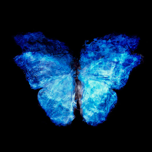 Vanitas Artistry: Parent and Offspring Dance with Blue Winged Butterfly