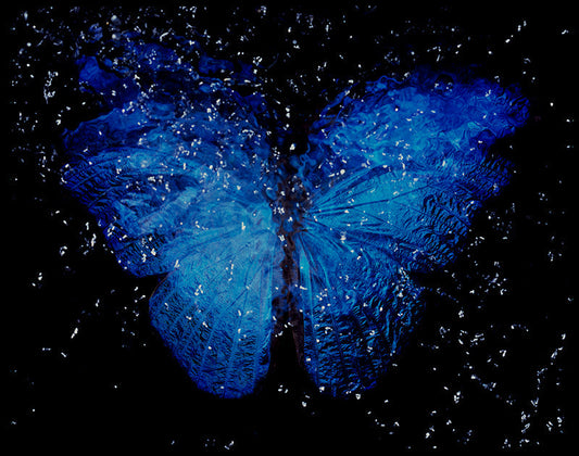 Rare Blue Wings Harmony: Analog Film Vanitas in Black Water