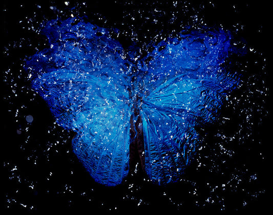 photographic Aesthetics: Rare Butterfly Symphony in Vanitas Photography