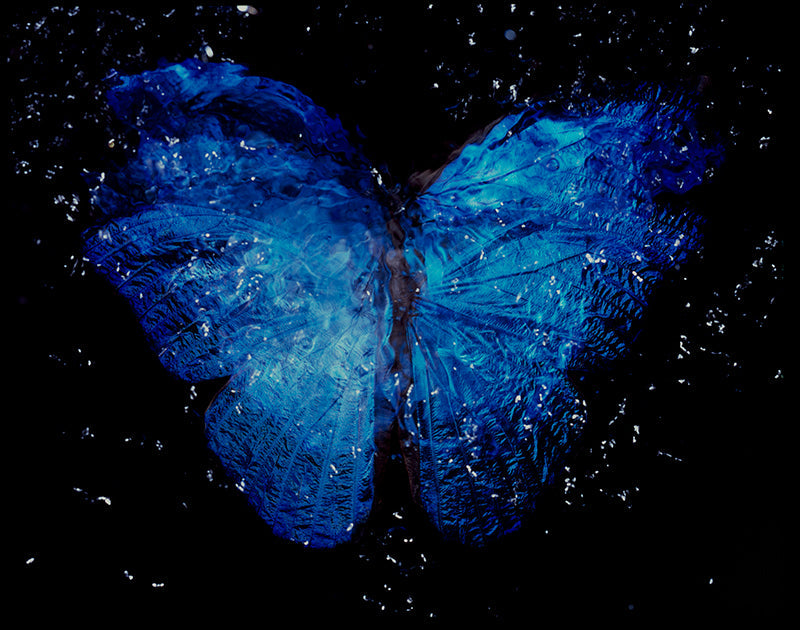 Analog Film Artistry: Parent and Offspring Dance in Rare Butterfly Vanitas
