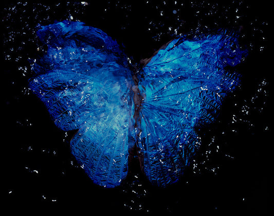 Analog Film Artistry: Parent and Offspring Dance in Rare Butterfly Vanitas
