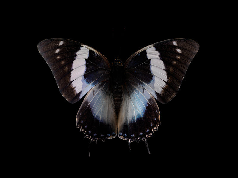 Aquatic Odyssey: Butterfly Breeding in Liquid Harmony