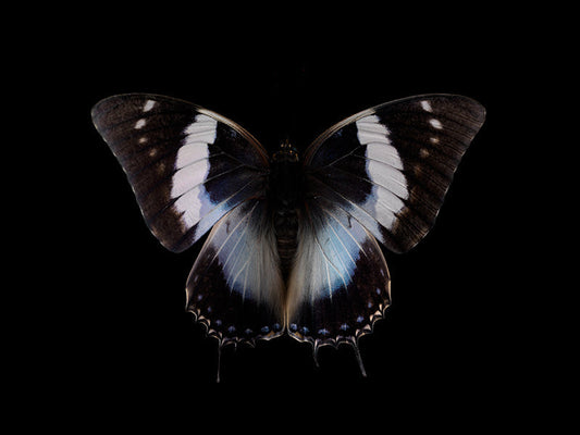 Aquatic Odyssey: Butterfly Breeding in Liquid Harmony