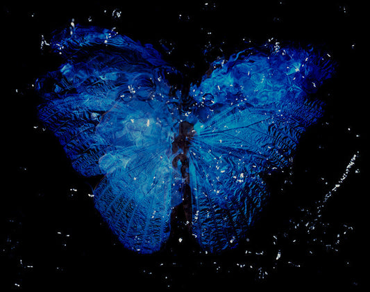 Rare Butterfly Beauty: Parent and Offspring Dance in Black Underwater