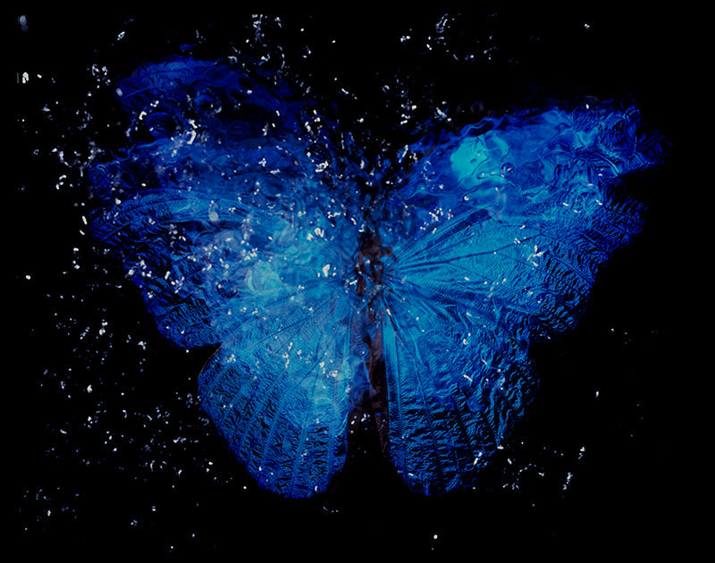 Vanitas Aesthetics: Baroque Film Photography of Rare Blue Winged Butterfly