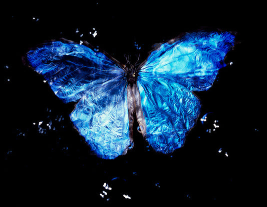 Critically Endangered Butterfly in Black Abyss: Vanitas Photography