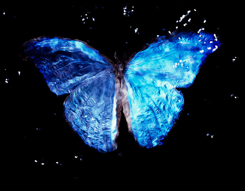 Studio Parenting Rare Butterflies in Black Water for Vanitas Art