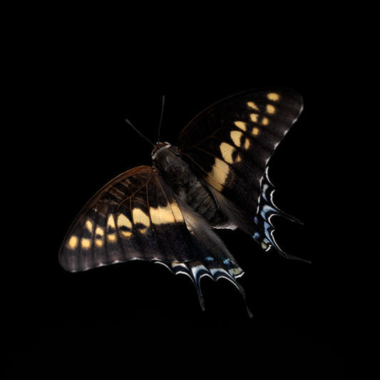 Transient Ballet: Underwater Photography of Life's Fleeting Beauty