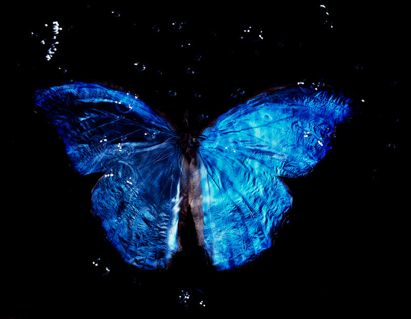 Symbolism of Life: Contemporary Vanitas with Rare Butterfly