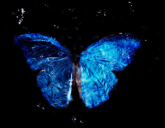 Underwater Vanitas Photography Elegance of Critically Endangered Butterfly
