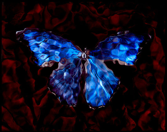 Endangered Species: Butterfly in art Vanitas Photography in Blue Artful