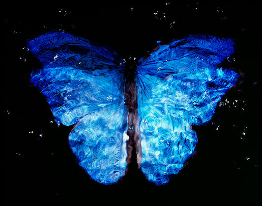 Symbolic Art: Studio-Bred Butterfly in Contemporary Vanitas