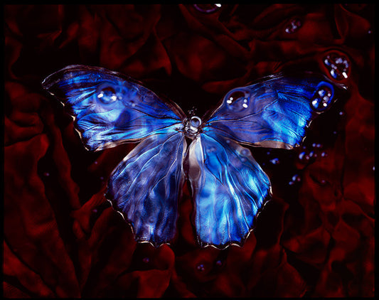 Profound Vanitas: Blue Winged Butterfly in Black Underwater