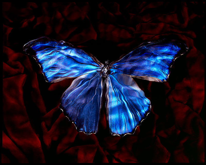 Artful Underwater Scene Vanitas with Rare Blue Wings