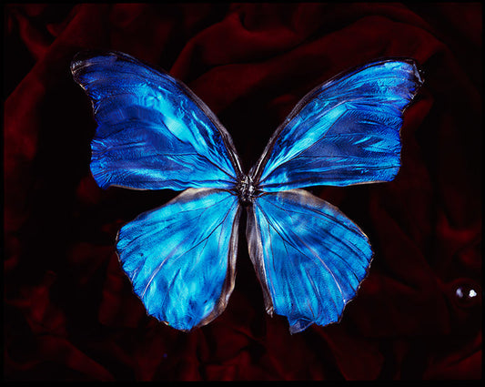 Underwater Symbolism Vanitas Art with Critically Endangered Butterfly