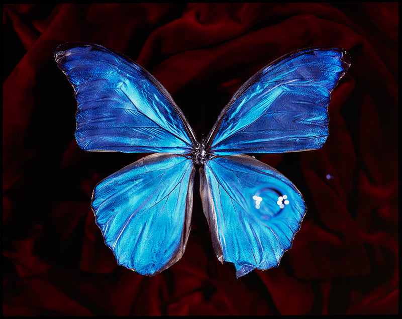 Modern Vanitas Elegance Blue Winged Butterfly in Black Water