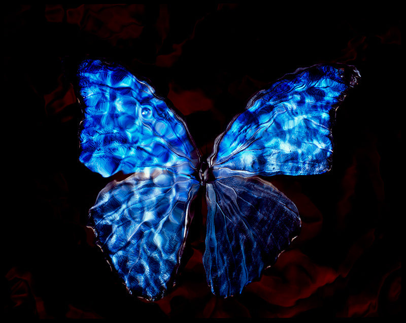 Profound Symbolism: Blue Wings in Contemporary Vanitas