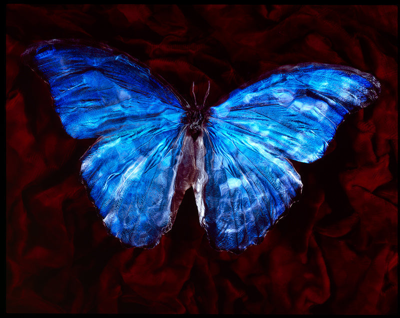 Artful Elegance: Studio-Bred Butterfly in Modern Vanitas