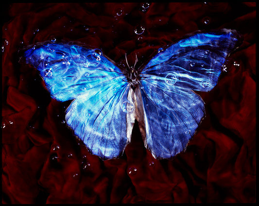 Environmental Elegance: Rare Butterfly Vanitas Photography Beneath the Waves