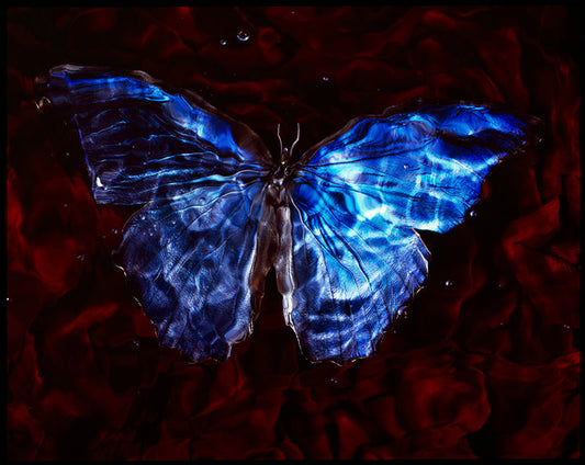 Life's Transience: Underwater Vanitas Art Featuring Endangered Butterfly Species