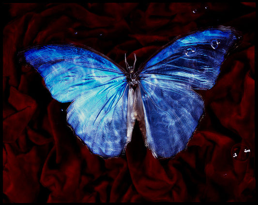 Ecological Elegance: Modern Vanitas Photography Depicting Fragile Underwater Beauty