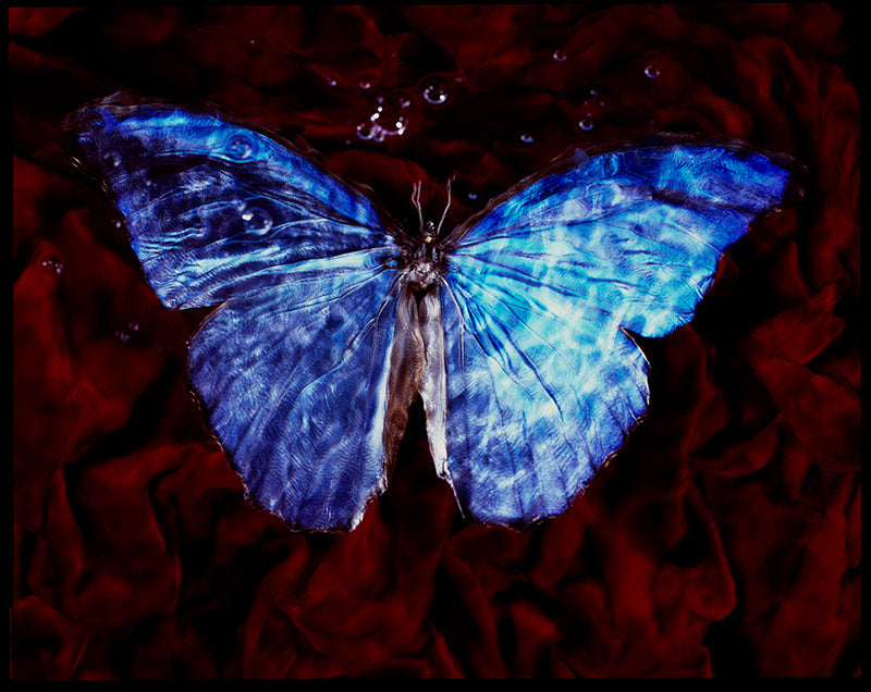 Winged Wonders Underwater Vanitas Photography Highlighting Environmental Urgency
