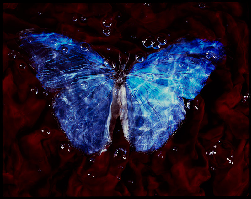 Endangered Ephemera Vanitas Photography of Studio-Bred Butterflies Underwater