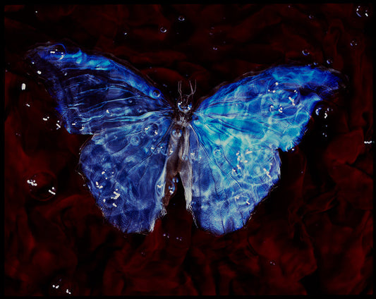 Life's Bubble: Underwater Vanitas Photography of Critically Endangered Butterflies