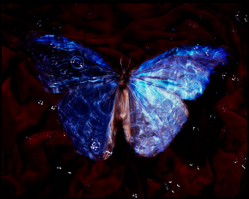 Winged Fragility: Endangered Butterfly Vanitas Photography in Studio-Bred Ecosystem