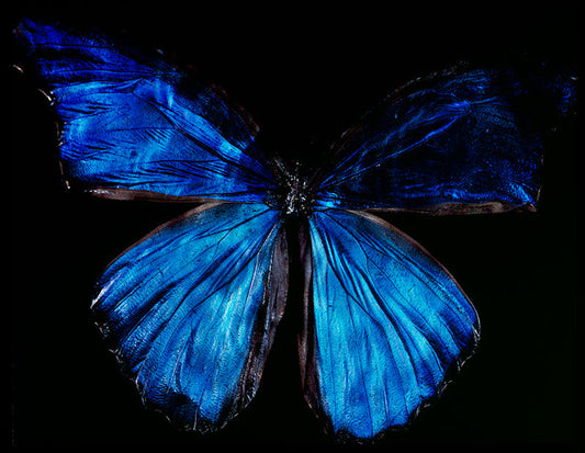 Water's Edge Elegance: Vanitas Photography of Rare Butterfly Species Below