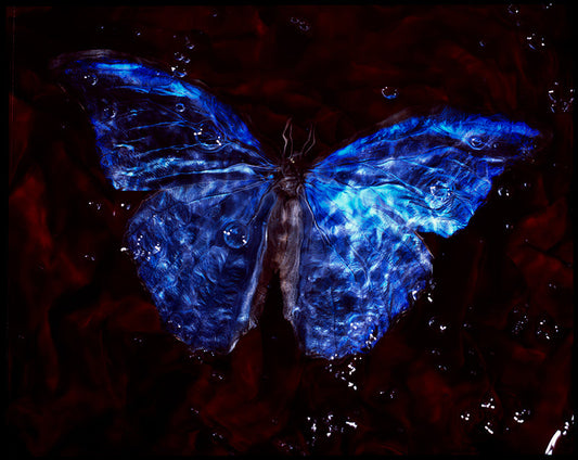 Studio butterfly: Underwater Vanitas Photography with Critically Endangered Species