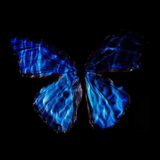 Conservation Ballet: Underwater Vanitas Photography with Rare Butterfly Species