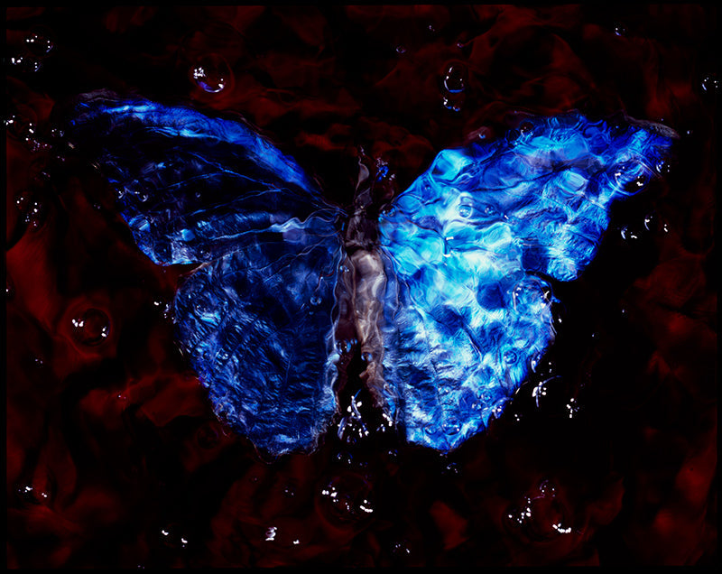 Studio-Bred Spectacle: Vanitas Photography Depicting Critically Endangered Butterflies