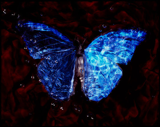 Studio Elegance: Vanitas Photography of Critically Endangered Butterflies Underwater