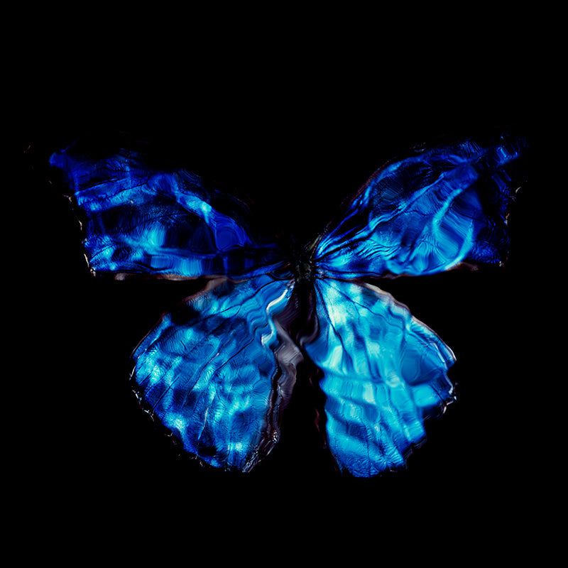 Blue Beauty: Vanitas Photography Showcasing Critically Endangered Butterfly Wings