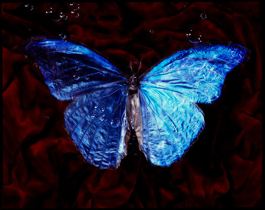 Fragile Flight: Underwater Vanitas Photography Depicting Critically Endangered Species