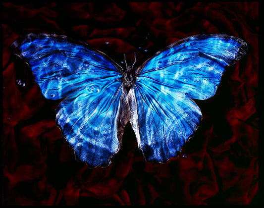 Endangered Beauty In Nature: Blue Winged Butterfly in Vanitas Photography