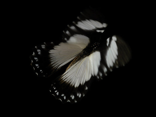Vanishing Beauty: Underwater Photography of Fluttering Life