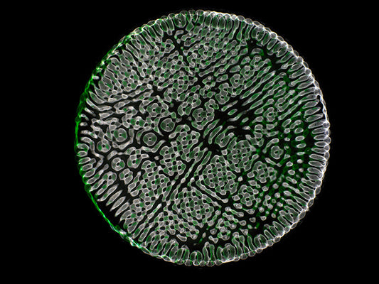 Einstein's Legacy in Color: Cymatics Photography and Gravitational Waves