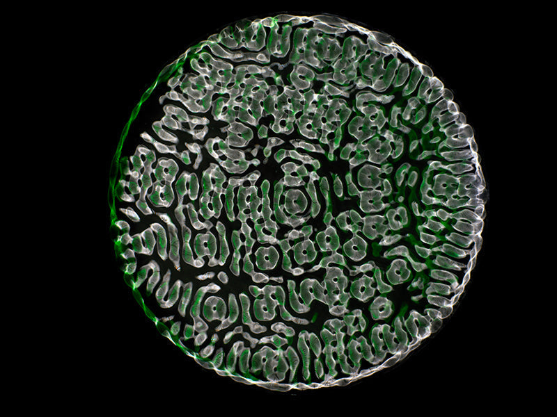 Einstein Reimagined: Cymatics Photography Redefines Gravitational Wave Visualization