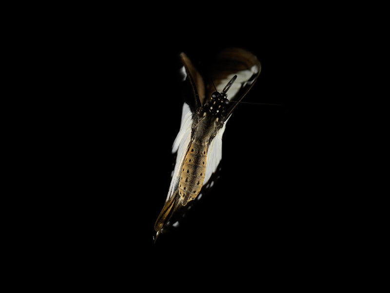 Fluidic Portraits: Underwater Butterfly Breeding Series