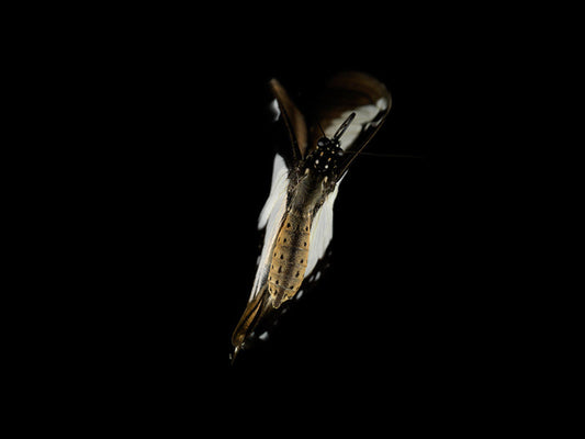 Fluidic Portraits: Underwater Butterfly Breeding Series