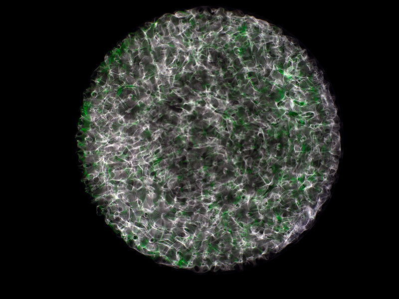 A Liquid Universe: Cymatics Photography Depicts the Essence of Gravitational Waves