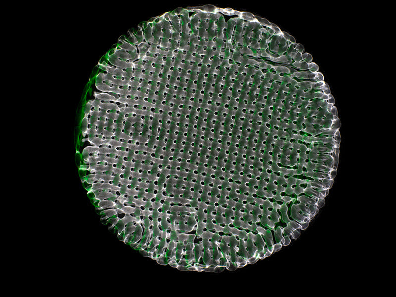 Cymatics Illumination: Gravitational Waves in Captivating Photographic Detail