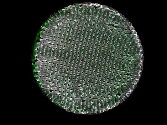 Cymatics Illumination: Gravitational Waves in Captivating Photographic Detail
