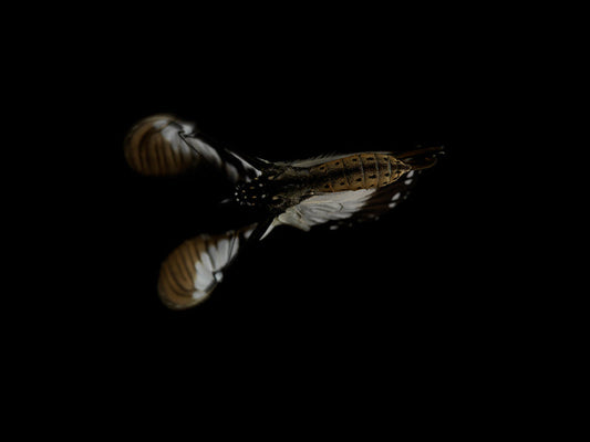 Transient Beauty: Underwater Butterfly Breeding in Liquid Time