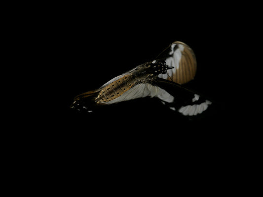 Vanishing Wings: Butterfly Breeding in Visual Reflection